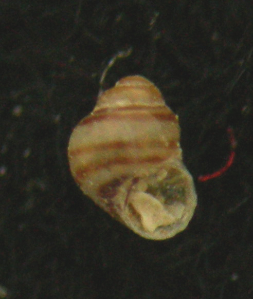 Eatonina pumila